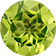 Peridot